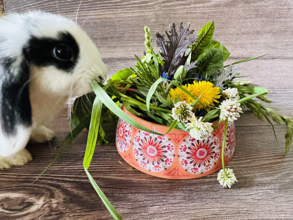 生野菜を食べているウサギ
