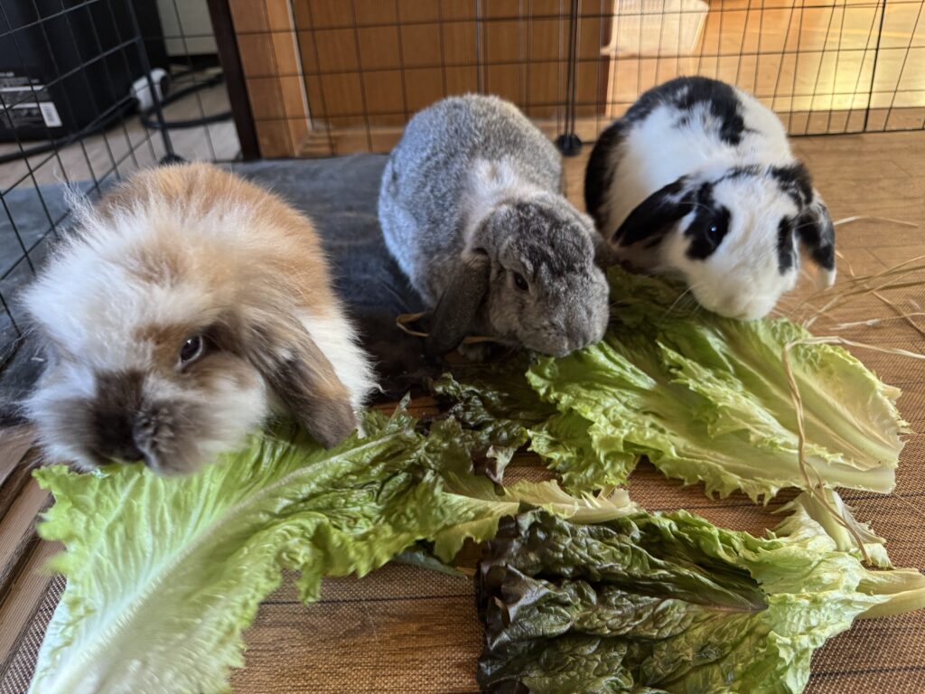 3匹のウサギがレタスを食べている