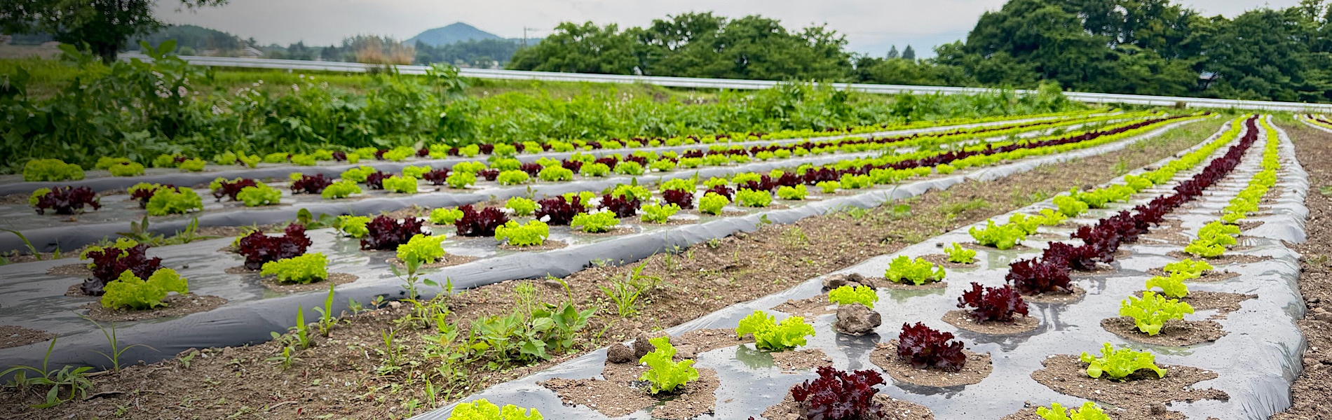 ひとくちの幸せ