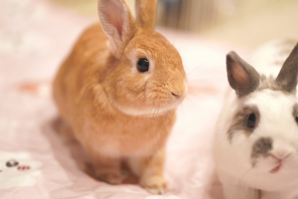 2頭の子ウサギ